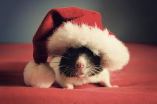 mousy christmas